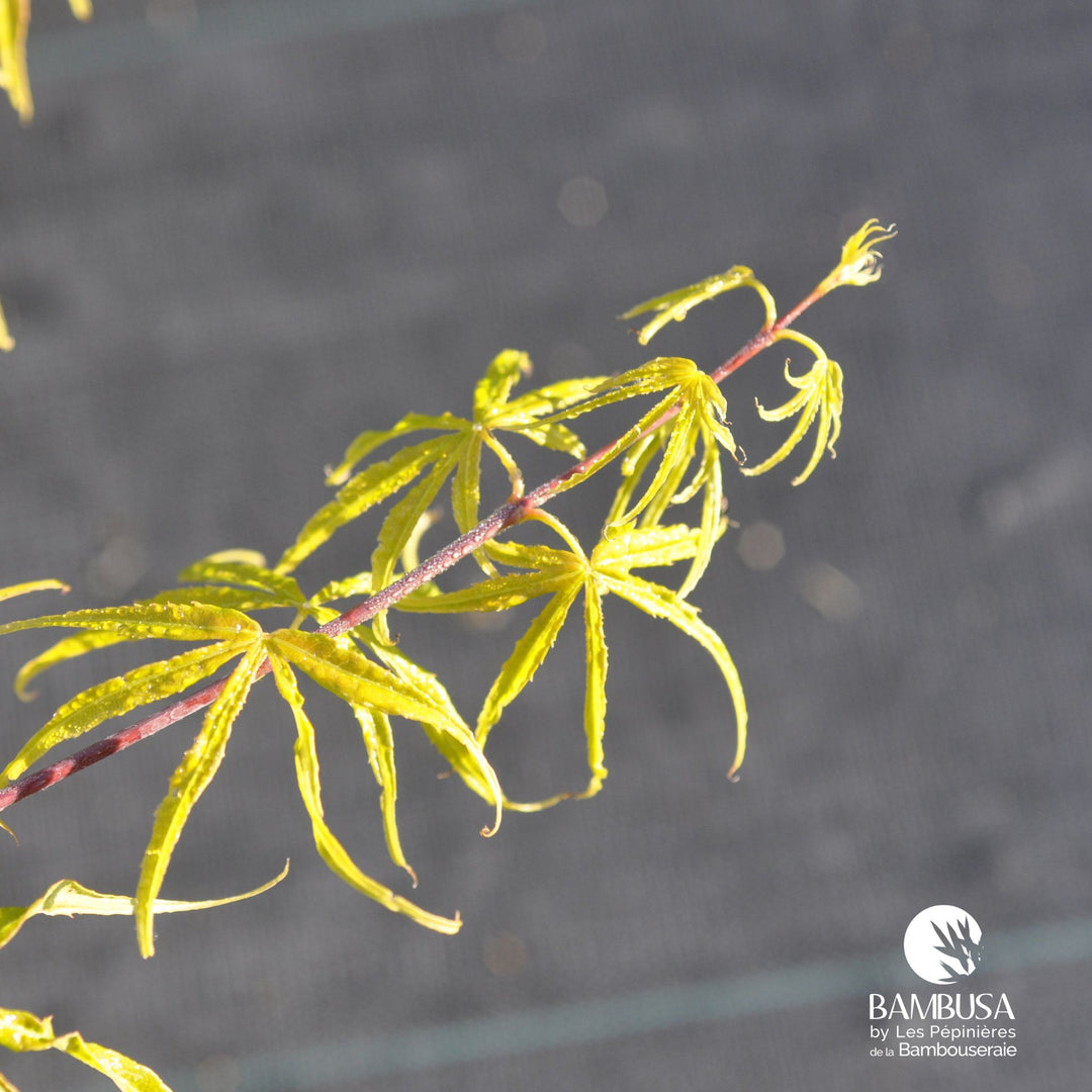 Acer palmatum &