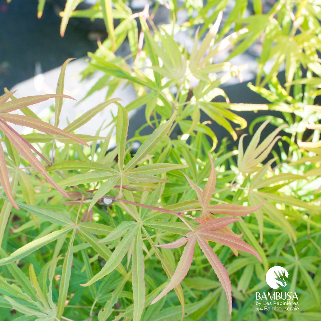 Acer palmatum &