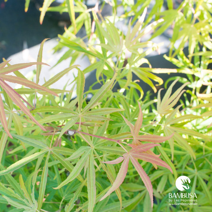 Acer palmatum &