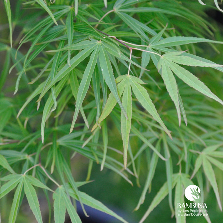 Acer palmatum &