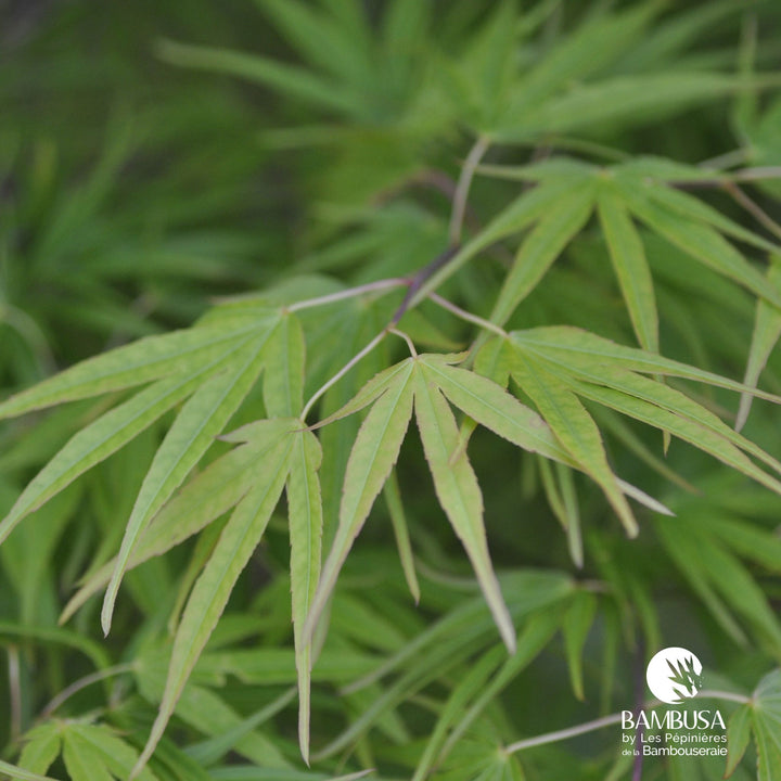 Acer palmatum &