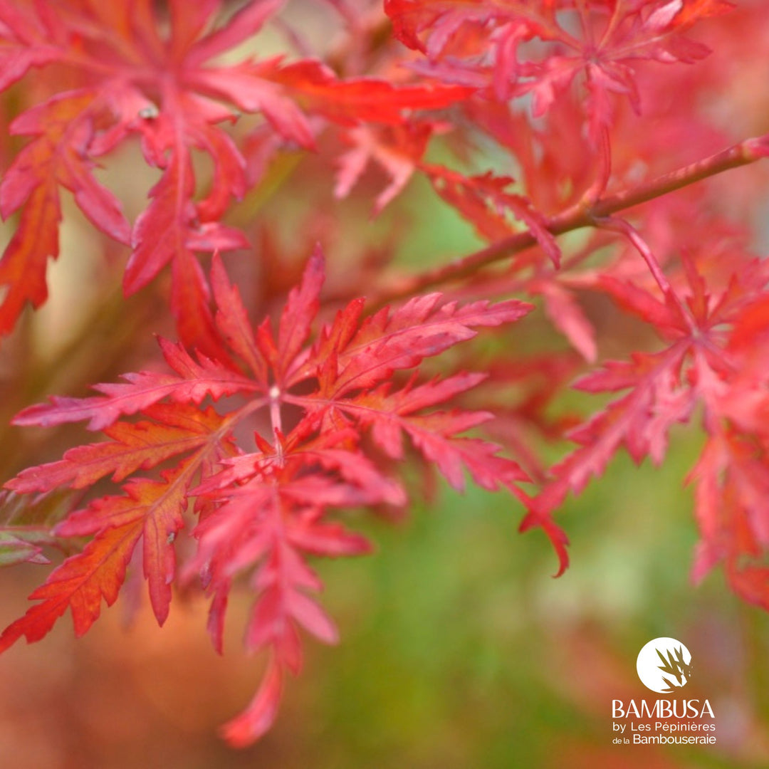 Acer palmatum &