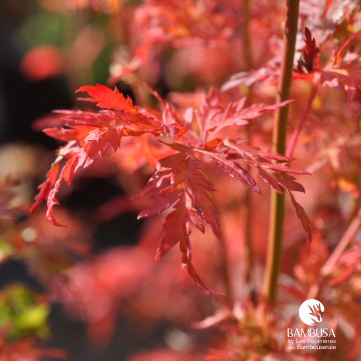 Acer palmatum &