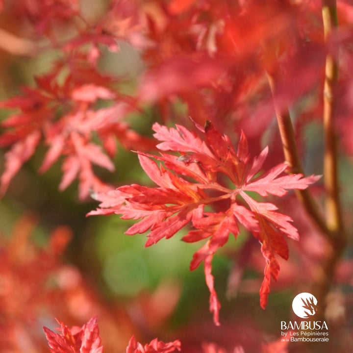 Acer palmatum &