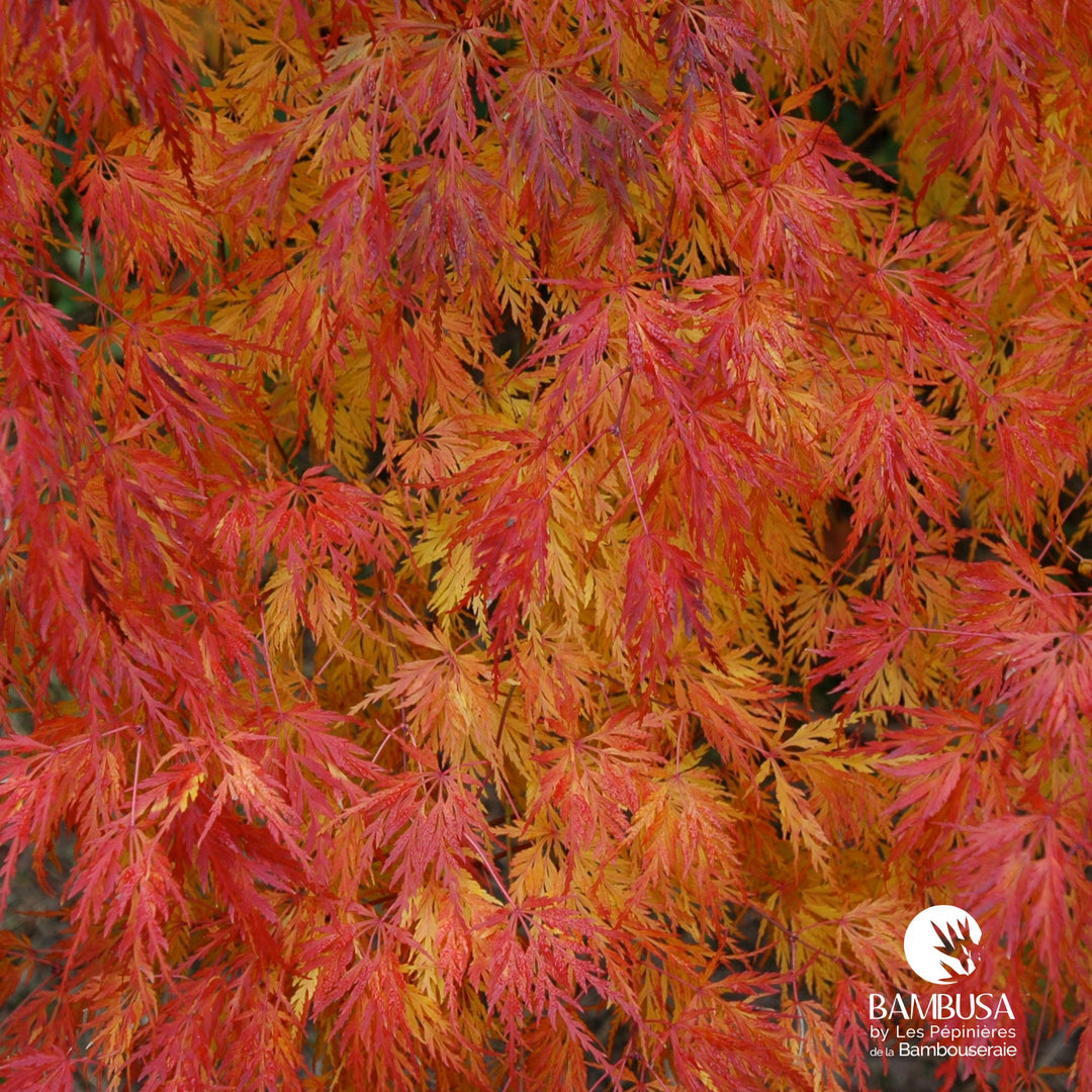 Acer palmatum &