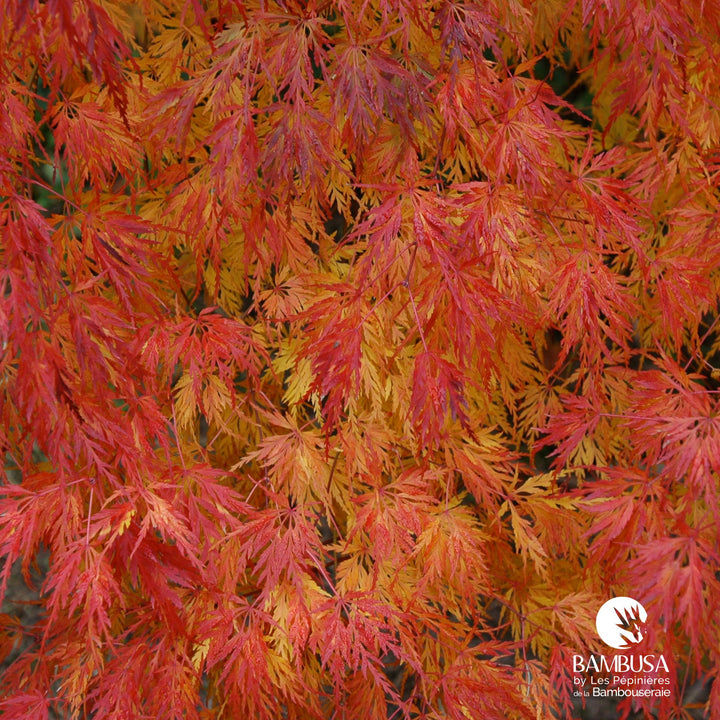 Acer palmatum &