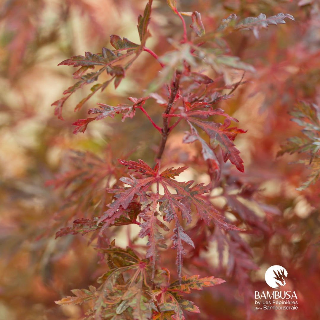 Acer palmatum &