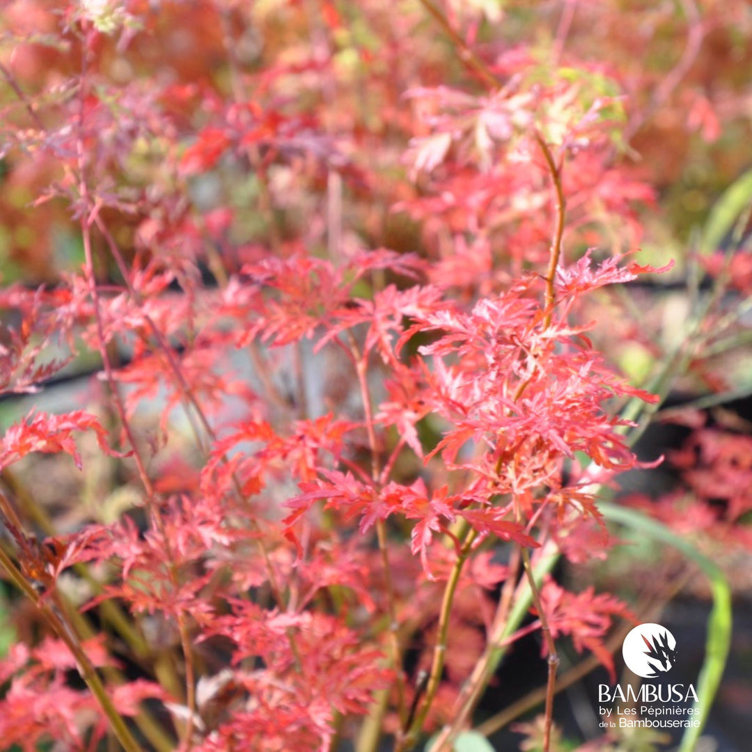 Acer palmatum &