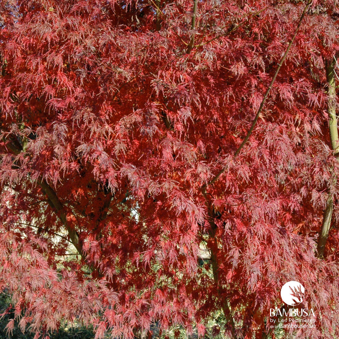 Acer palmatum &
