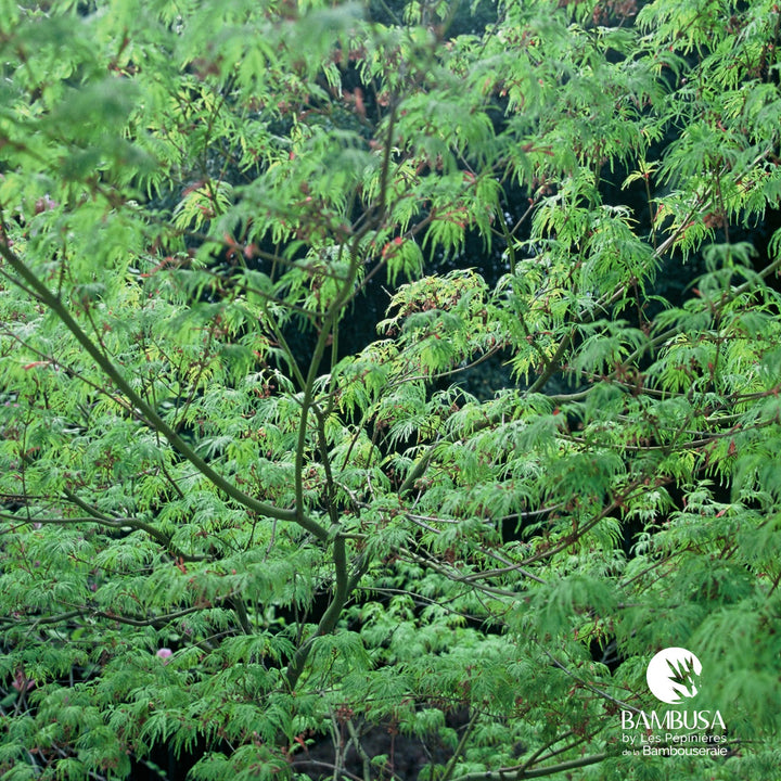 Acer palmatum &