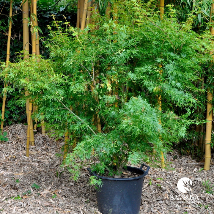 Acer palmatum &