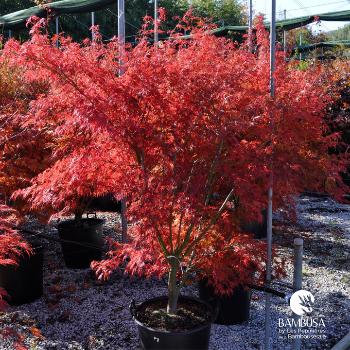 Acer palmatum &