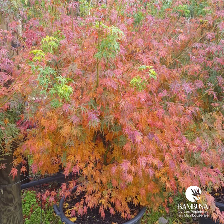 Acer palmatum &