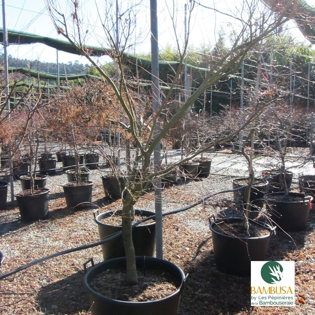 Acer palmatum &