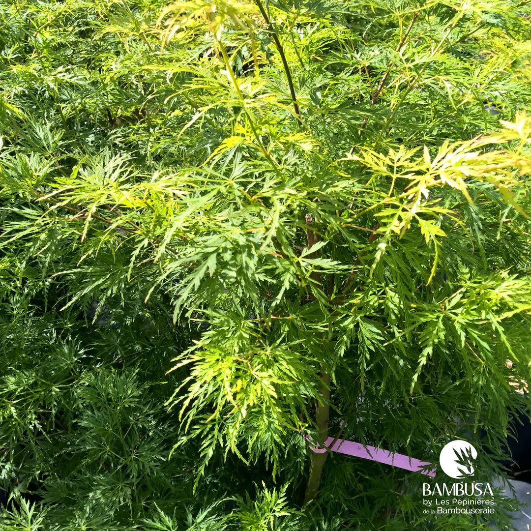 Acer palmatum &