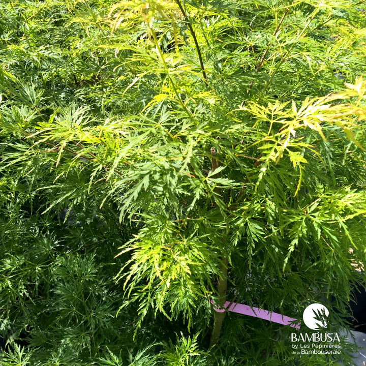 Acer palmatum &