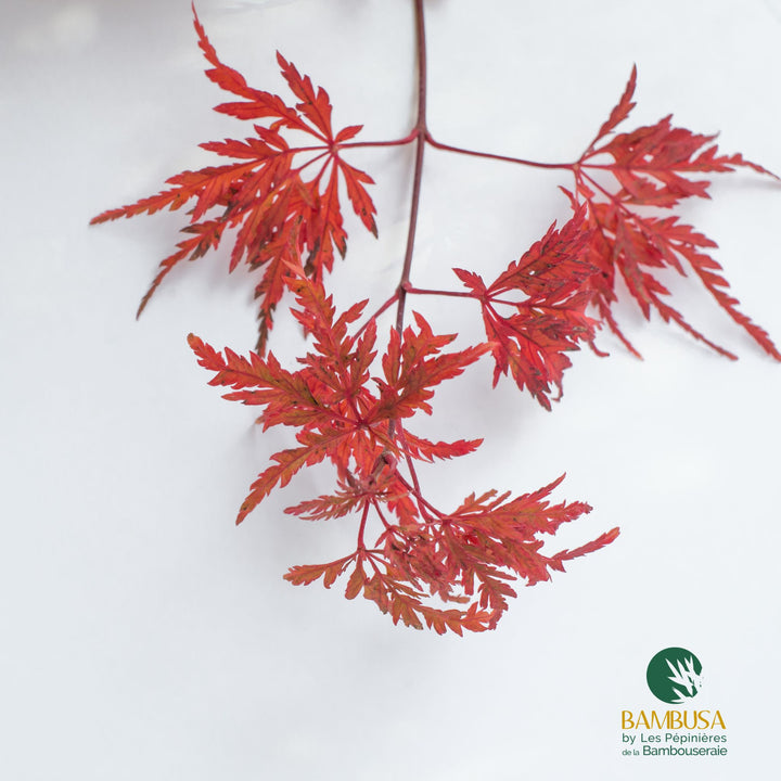 Acer palmatum &