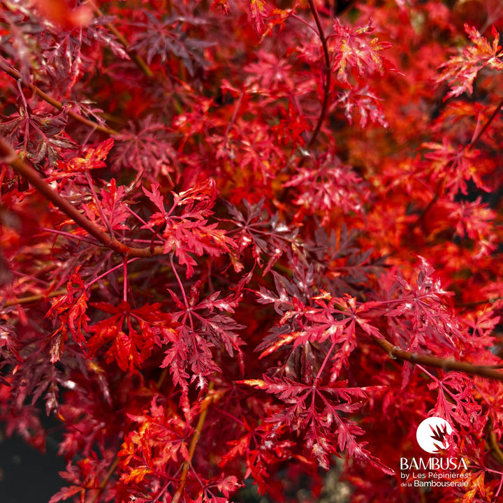 Acer palmatum &
