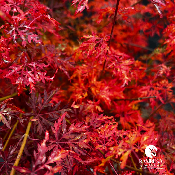 Acer palmatum &