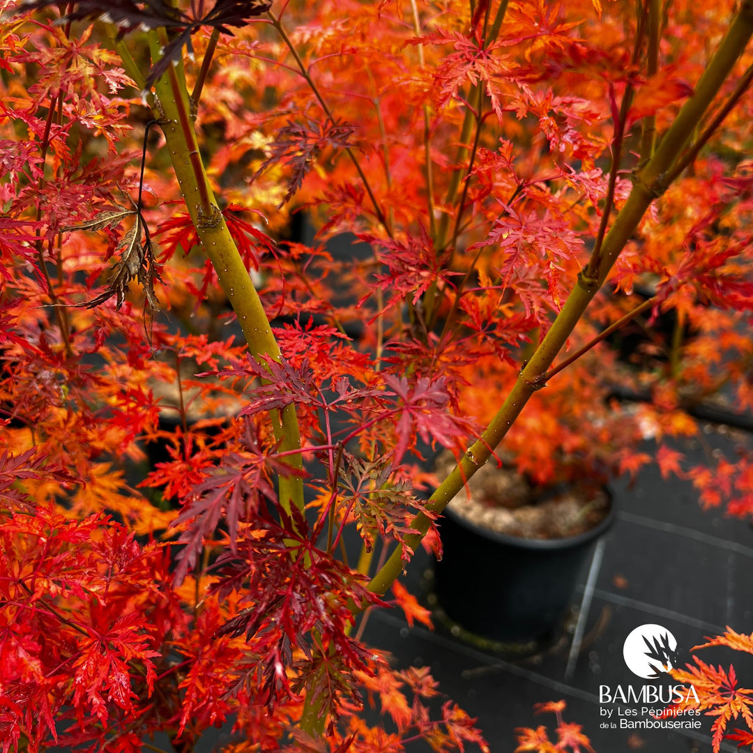 Érable du Japon &