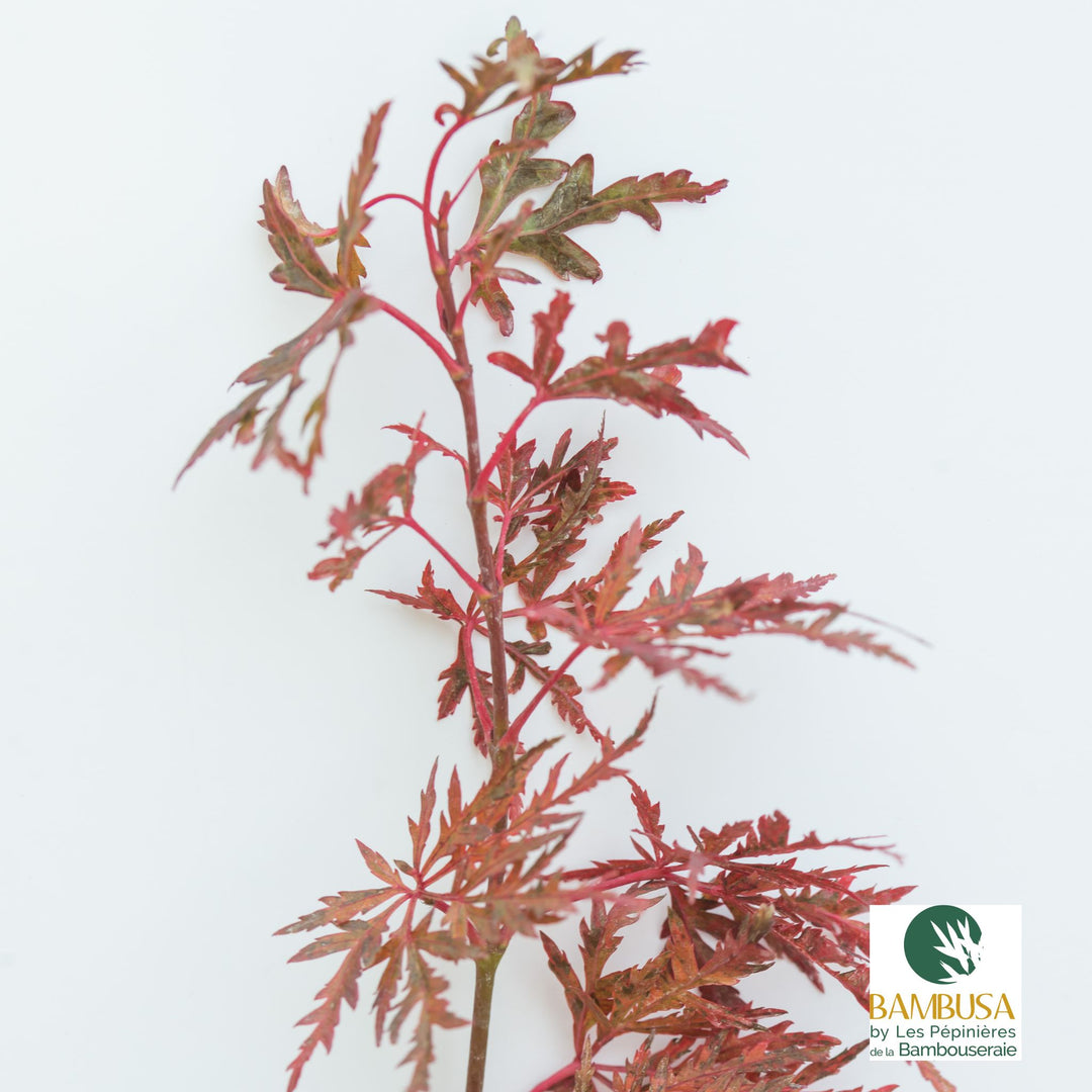 Acer palmatum &