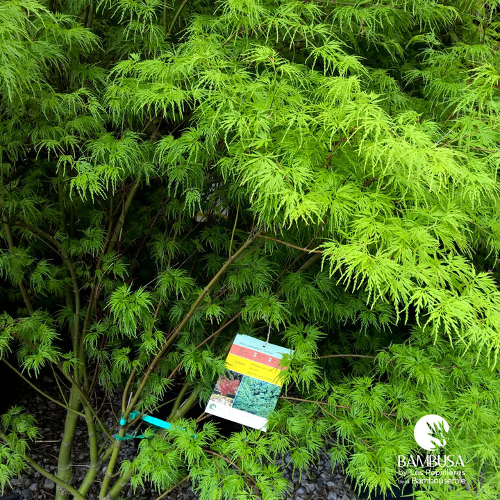 Acer palmatum &