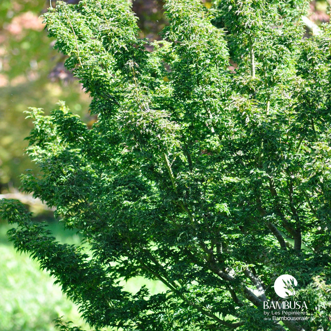 Acer palmatum &