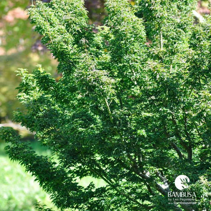Acer palmatum &