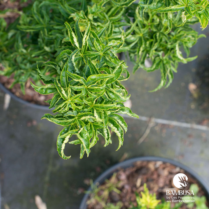 Acer palmatum &