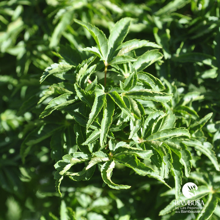 Acer palmatum &