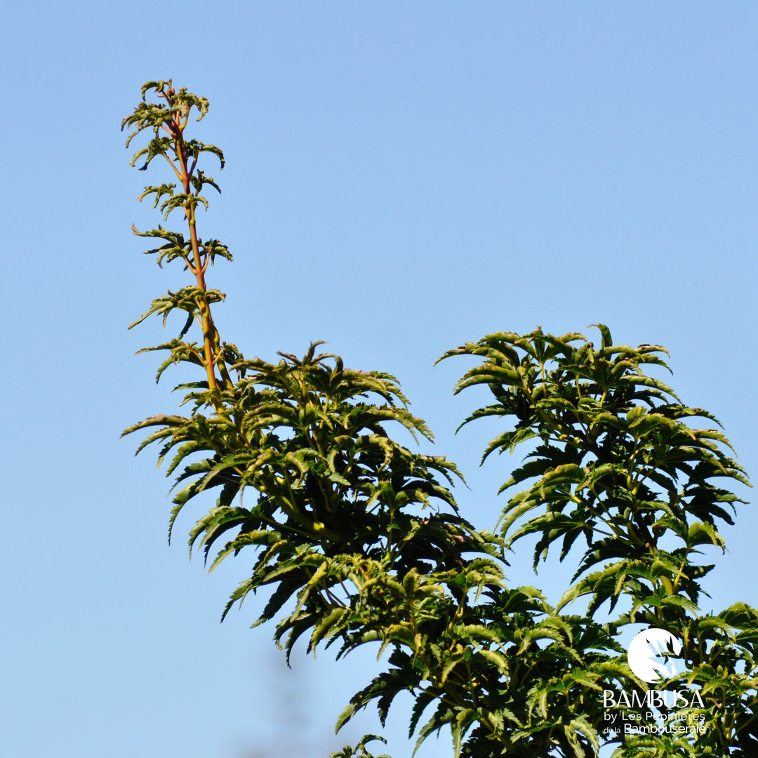 Acer palmatum &