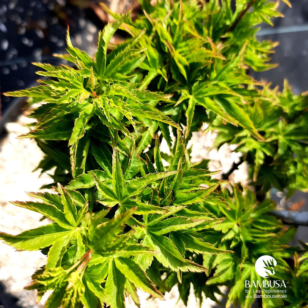 Acer palmatum &