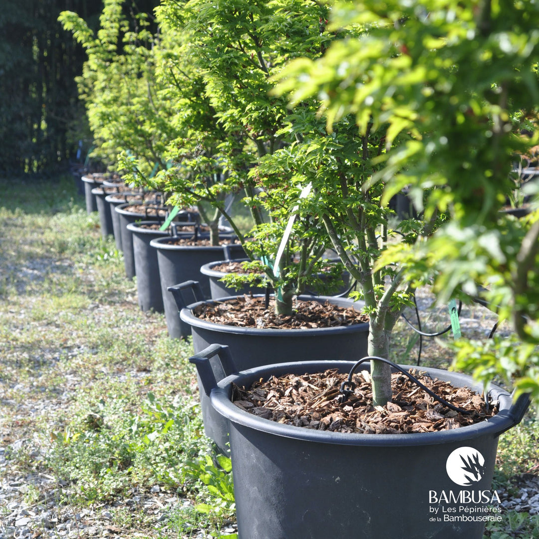 Acer palmatum &