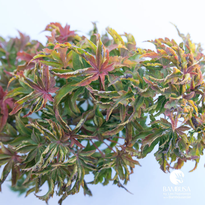 Acer palmatum &