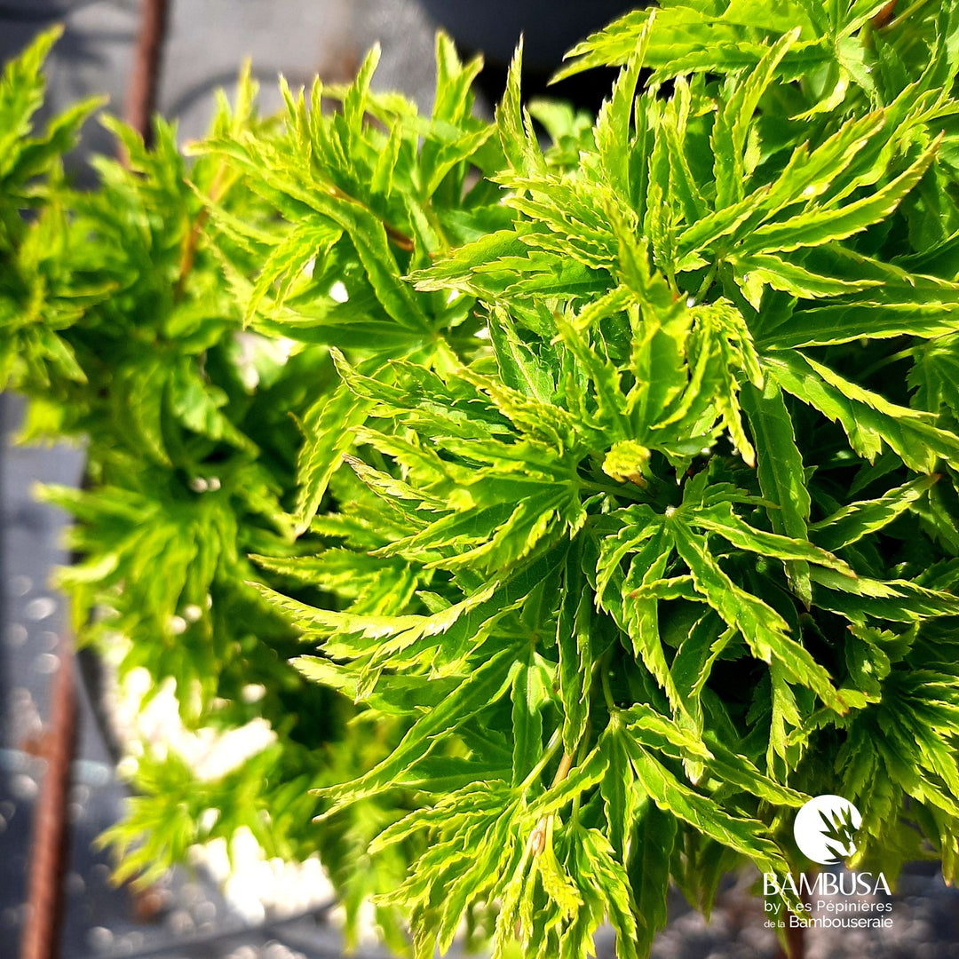 Acer palmatum &