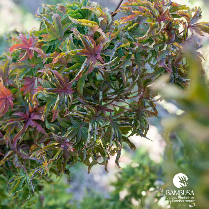 Acer palmatum &