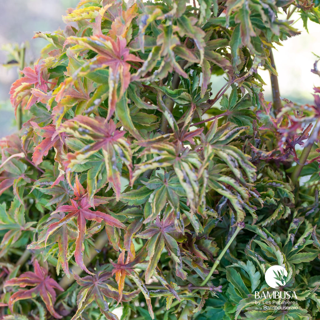 Acer palmatum &