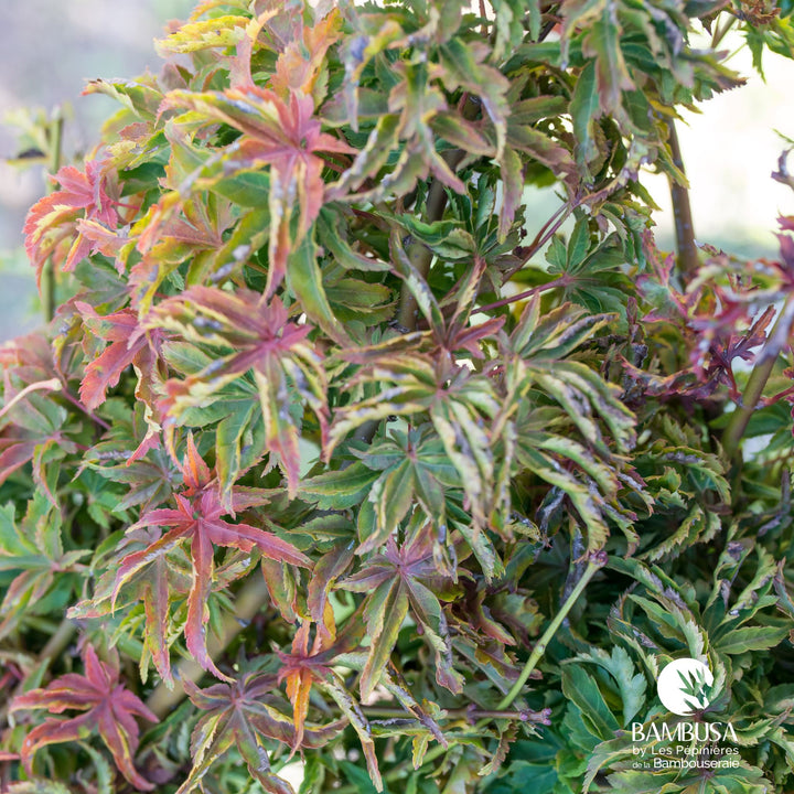Acer palmatum &