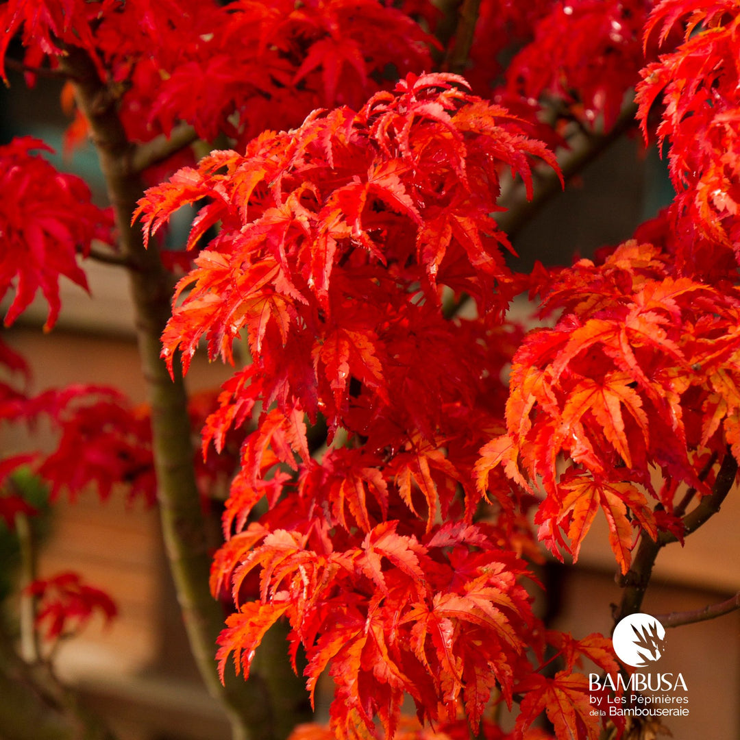 Acer palmatum 'Shishigashira' | Érable du Japon 'Shishigashira'