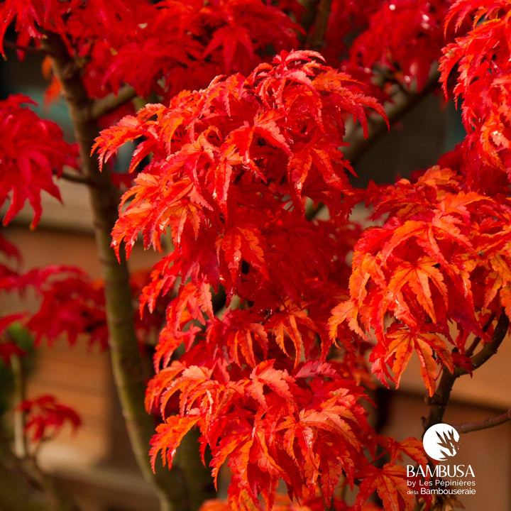 Acer palmatum &