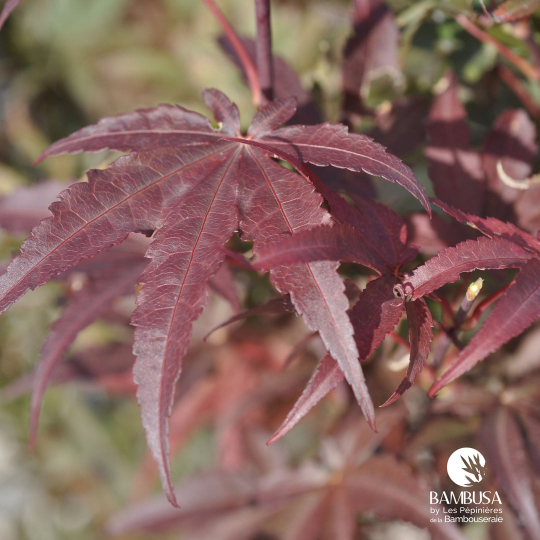 Acer palmatum &