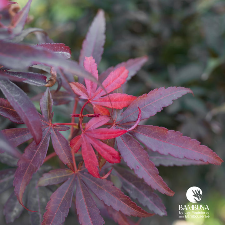 Acer palmatum &