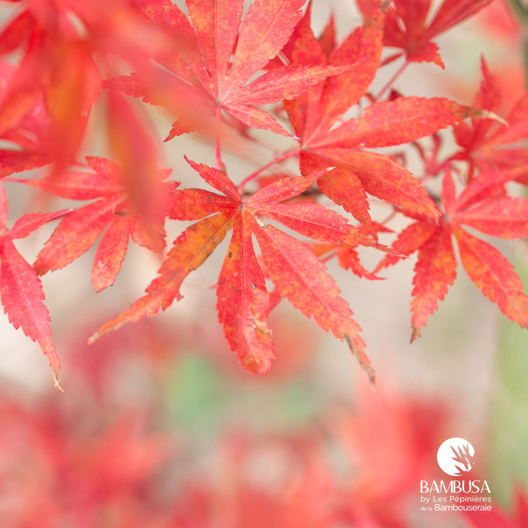 Acer palmatum &