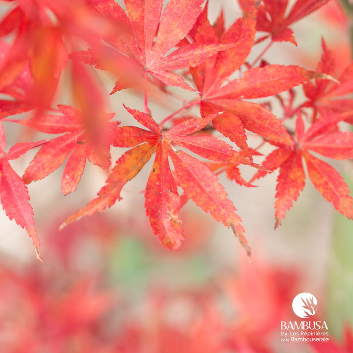 Acer palmatum &