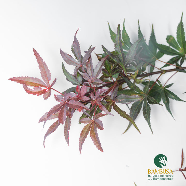 Acer palmatum &