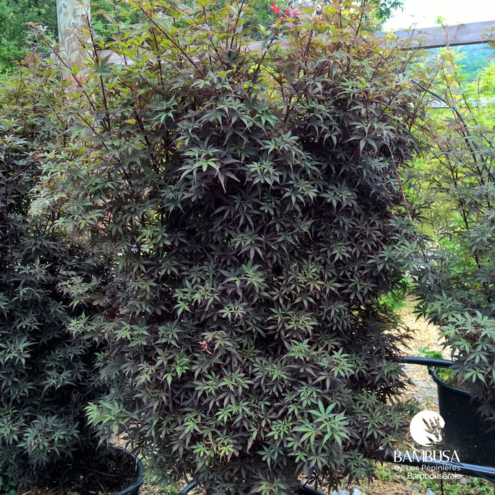 Acer palmatum &