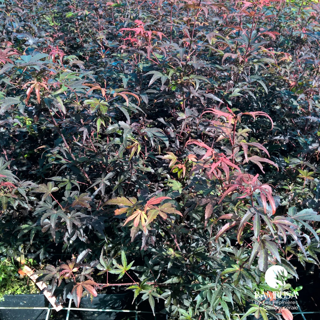 Acer palmatum &