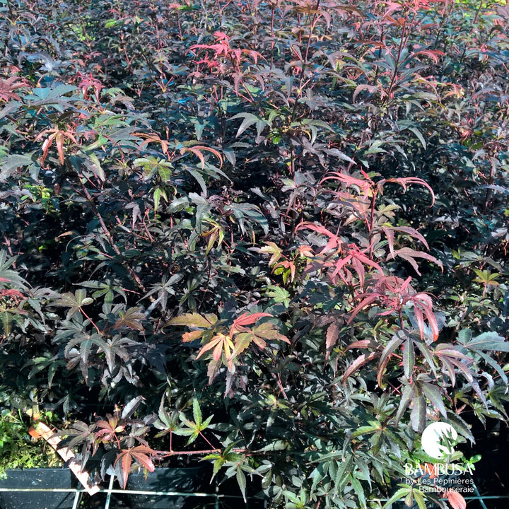 Acer palmatum &