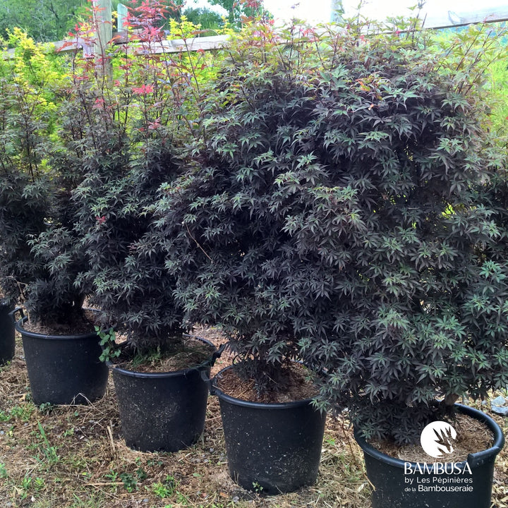 Acer palmatum &