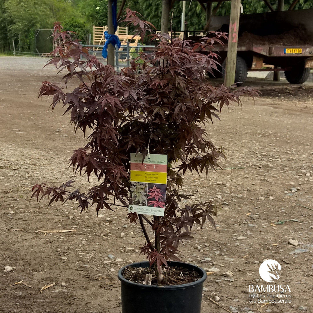 Acer palmatum &